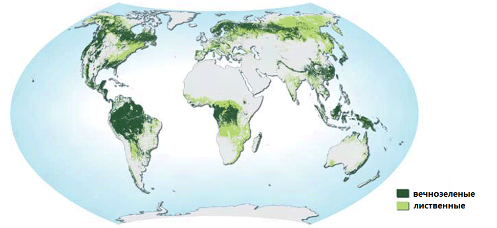 Карта лесов в мире