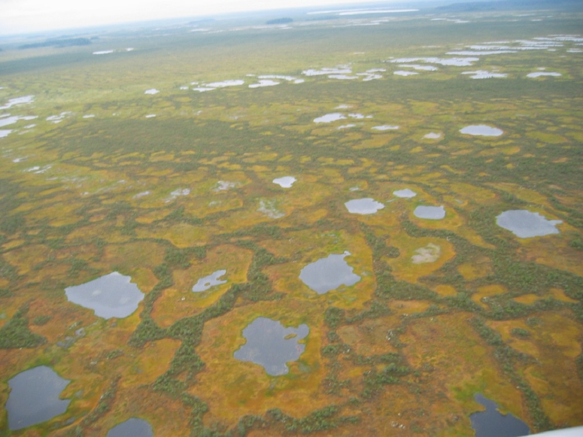 Васюганское болото западная сибирь. Васюганские болота. Васюганские болота площадь. Западно Сибирская равнина Васюганское болото. Васюганское болото заповедник.